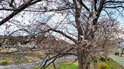 龍巌淵の桜[令和4年(2022年)3月21日]