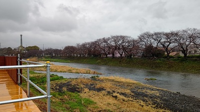 龍巌淵の桜[令和4年(2022年)3月22日]