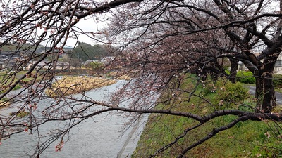 龍巌淵の桜[令和4年(2022年)3月22日]