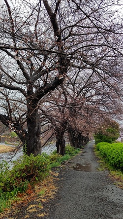 龍巌淵の桜[令和4年(2022年)3月22日]