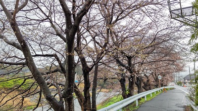 龍巌淵の桜[令和4年(2022年)3月22日]