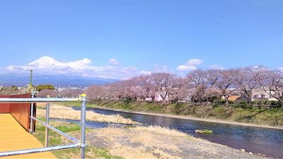 龍巌淵の桜[令和4年(2022年)3月24日]