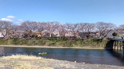 龍巌淵の桜[令和4年(2022年)3月24日]
