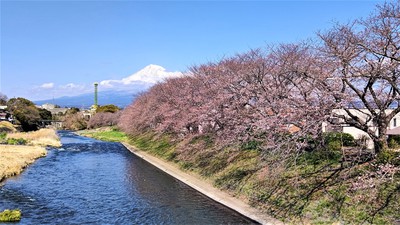 龍巌淵の桜[令和4年(2022年)3月24日]