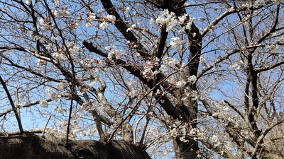 龍巌淵の桜[令和4年(2022年)3月24日]