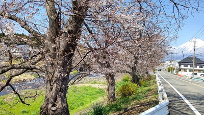 龍巌淵の桜[令和4年(2022年)3月24日]