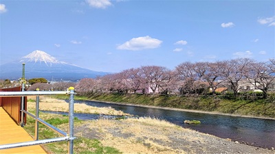 龍巌淵の桜[令和4年(2022年)3月25日]