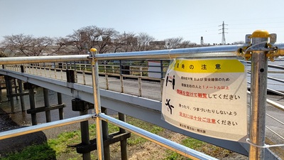 龍巌淵の桜[令和4年(2022年)3月25日]