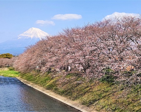 龍巌淵の桜[令和4年(2022年)3月25日]