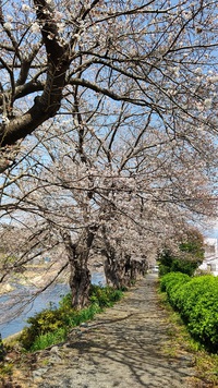 龍巌淵の桜[令和4年(2022年)3月25日]