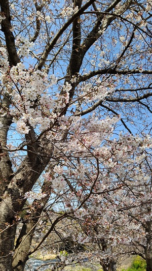 龍巌淵の桜[令和4年(2022年)3月25日]