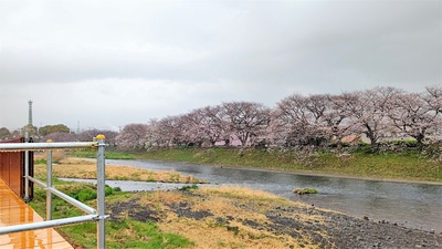 龍巌淵の桜[令和4年(2022年)3月26日]