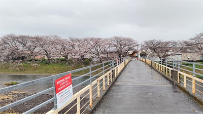龍巌淵の桜[令和4年(2022年)3月26日]