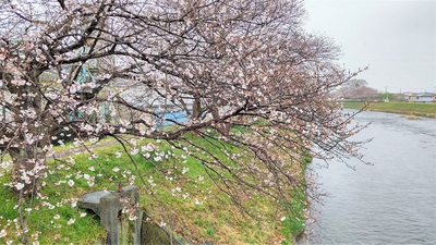 龍巌淵の桜[令和4年(2022年)3月26日]