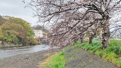 龍巌淵の桜[令和4年(2022年)3月26日]