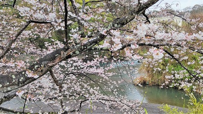龍巌淵の桜[令和4年(2022年)3月26日]