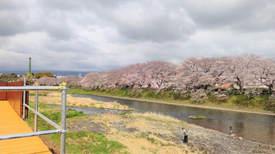 龍巌淵の桜[令和4年(2022年)3月27日]