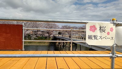 龍巌淵の桜[令和4年(2022年)3月27日]