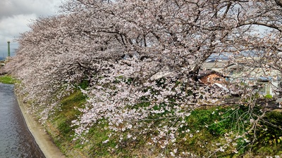 龍巌淵の桜[令和4年(2022年)3月27日]