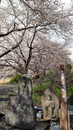 龍巌淵の桜[令和4年(2022年)3月27日]
