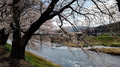 龍巌淵の桜[令和4年(2022年)3月27日]