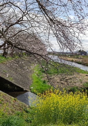 龍巌淵の桜[令和4年(2022年)3月27日]