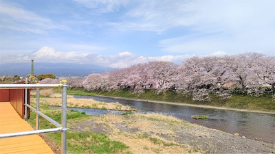 龍巌淵の桜[令和4年(2022年)3月28日]