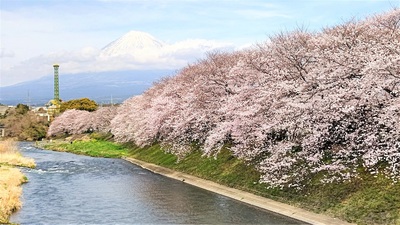 龍巌淵の桜[令和4年(2022年)3月28日]