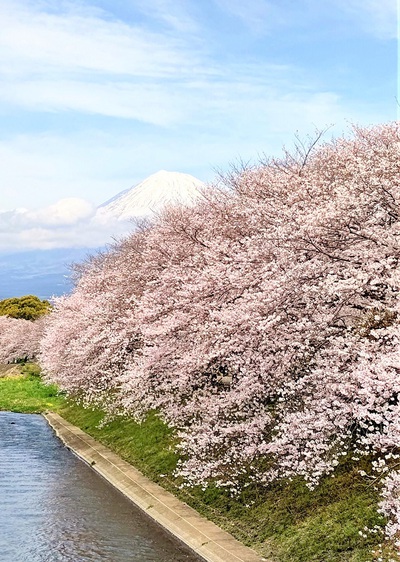 龍巌淵の桜[令和4年(2022年)3月28日]