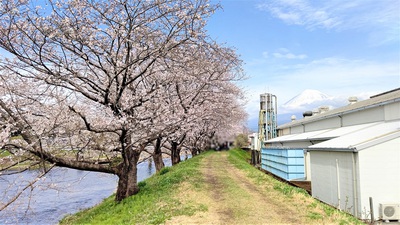 龍巌淵の桜[令和4年(2022年)3月28日]