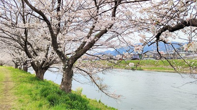 龍巌淵の桜[令和4年(2022年)3月28日]