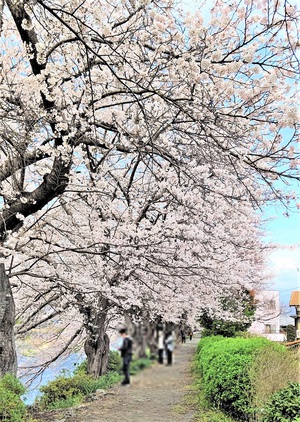 龍巌淵の桜[令和4年(2022年)3月28日]