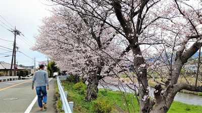 龍巌淵の桜[令和4年(2022年)3月28日]