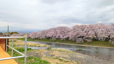 龍巌淵の桜[令和4年(2022年)3月29日]