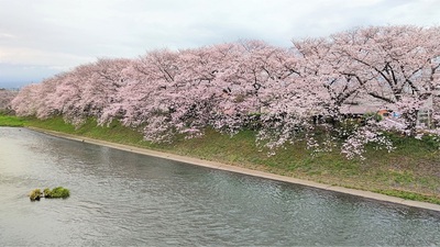 龍巌淵の桜[令和4年(2022年)3月29日]