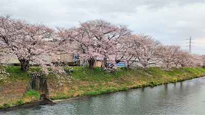 龍巌淵の桜[令和4年(2022年)3月29日]