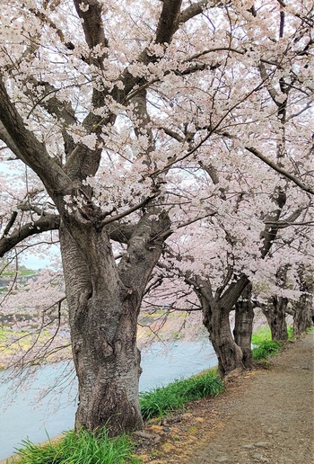 龍巌淵の桜[令和4年(2022年)3月29日]