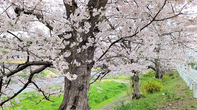 龍巌淵の桜[令和4年(2022年)3月29日]