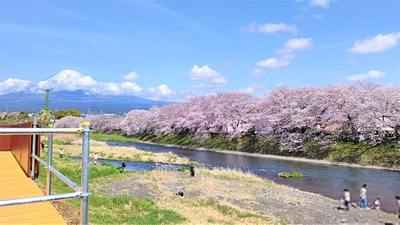 龍巌淵の桜[令和4年(2022年)3月30日]