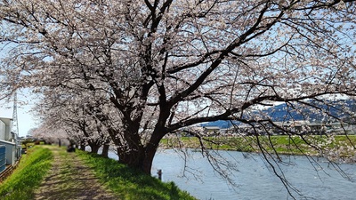 龍巌淵の桜[令和4年(2022年)3月30日]