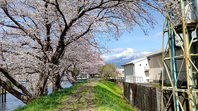 龍巌淵の桜[令和4年(2022年)3月30日]