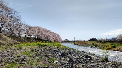 龍巌淵の桜[令和4年(2022年)3月30日]
