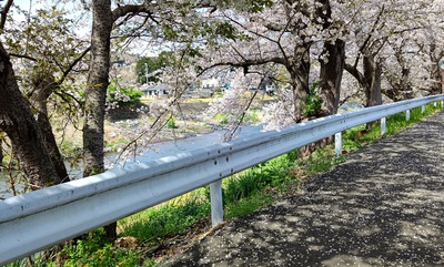 龍巌淵の桜[令和4年(2022年)3月30日]