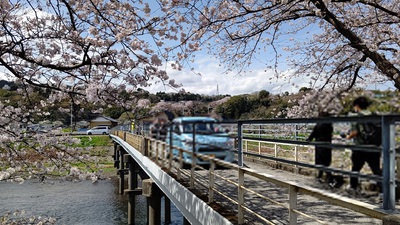 龍巌淵の桜[令和4年(2022年)3月30日]