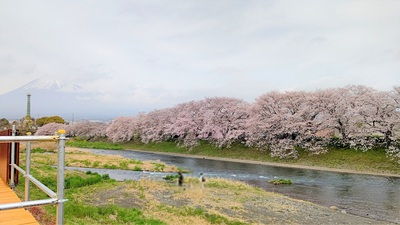 龍巌淵の桜[令和4年(2022年)3月31日]