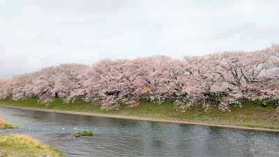 龍巌淵の桜[令和4年(2022年)3月31日]