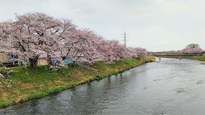 龍巌淵の桜[令和4年(2022年)3月31日]