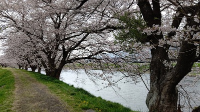 龍巌淵の桜[令和4年(2022年)3月31日]