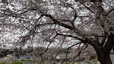 龍巌淵の桜[令和4年(2022年)3月31日]