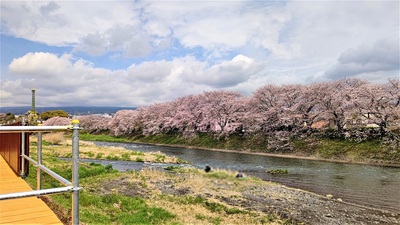 龍巌淵の桜[令和4年(2022年)4月1日]